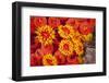 Orange cup coral, Malpelo Island  National Park, Colombia, East Pacific Ocean-Franco Banfi-Framed Photographic Print