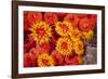 Orange cup coral, Malpelo Island  National Park, Colombia, East Pacific Ocean-Franco Banfi-Framed Photographic Print