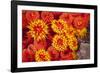 Orange cup coral, Malpelo Island  National Park, Colombia, East Pacific Ocean-Franco Banfi-Framed Photographic Print