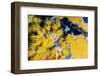 Orange Cup Corals-johnanderson-Framed Photographic Print