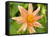 Orange Dahlia, England-Paul Thompson-Framed Stretched Canvas