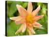 Orange Dahlia, England-Paul Thompson-Stretched Canvas