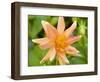 Orange Dahlia, England-Paul Thompson-Framed Photographic Print