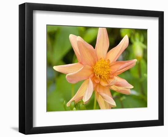 Orange Dahlia, England-Paul Thompson-Framed Photographic Print