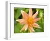 Orange Dahlia, England-Paul Thompson-Framed Photographic Print