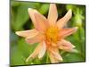 Orange Dahlia, England-Paul Thompson-Mounted Photographic Print