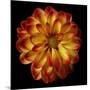 Orange Dahlia on Black 01-Tom Quartermaine-Mounted Premium Giclee Print