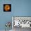 Orange Dahlia on Black 01-Tom Quartermaine-Stretched Canvas displayed on a wall