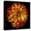 Orange Dahlia on Black 01-Tom Quartermaine-Stretched Canvas