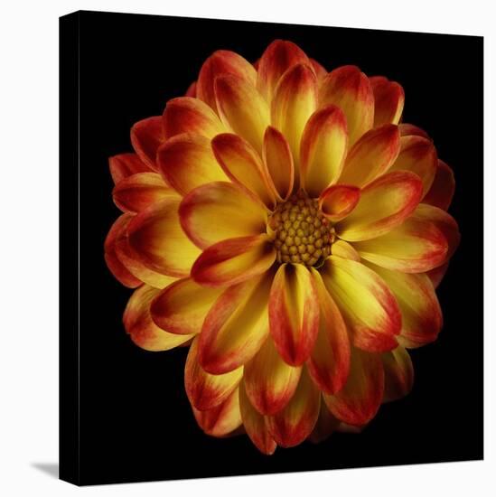 Orange Dahlia on Black 01-Tom Quartermaine-Stretched Canvas