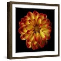 Orange Dahlia on Black 01-Tom Quartermaine-Framed Giclee Print