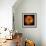 Orange Dahlia on Black 01-Tom Quartermaine-Framed Giclee Print displayed on a wall