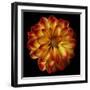 Orange Dahlia on Black 01-Tom Quartermaine-Framed Giclee Print