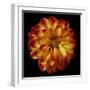 Orange Dahlia on Black 01-Tom Quartermaine-Framed Giclee Print