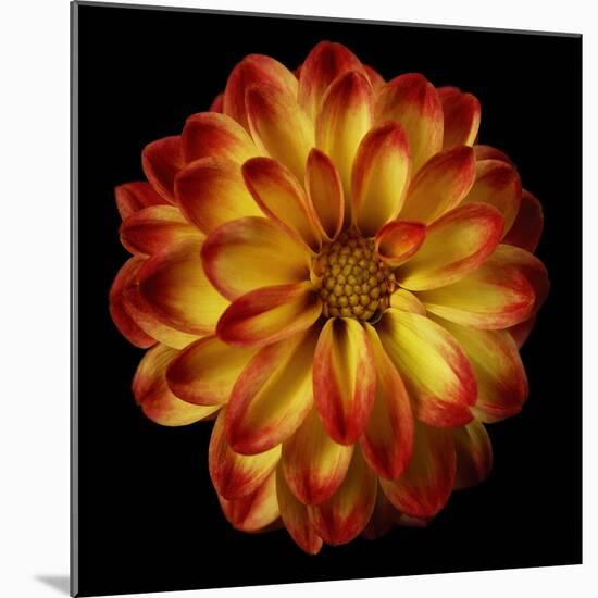 Orange Dahlia on Black 01-Tom Quartermaine-Mounted Giclee Print