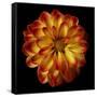 Orange Dahlia on Black 01-Tom Quartermaine-Framed Stretched Canvas