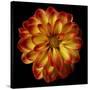 Orange Dahlia on Black 01-Tom Quartermaine-Stretched Canvas