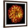 Orange Dahlia on Black 01-Tom Quartermaine-Framed Giclee Print