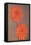 Orange Dahlias-null-Framed Stretched Canvas