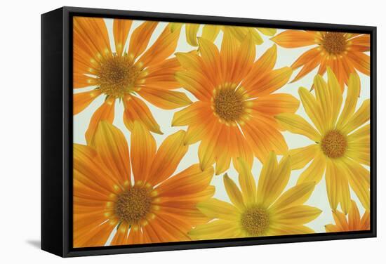 Orange Daisies-Cora Niele-Framed Stretched Canvas