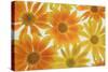 Orange Daisies-Cora Niele-Stretched Canvas