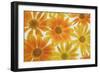 Orange Daisies-Cora Niele-Framed Photographic Print