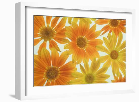 Orange Daisies-Cora Niele-Framed Photographic Print