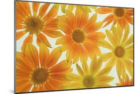 Orange Daisies-Cora Niele-Mounted Photographic Print