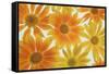 Orange Daisies-Cora Niele-Framed Stretched Canvas