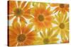 Orange Daisies-Cora Niele-Stretched Canvas