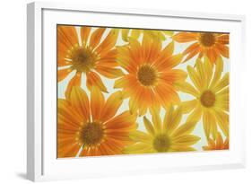 Orange Daisies-Cora Niele-Framed Photographic Print