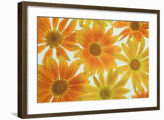 Orange Daisies-Cora Niele-Framed Photographic Print