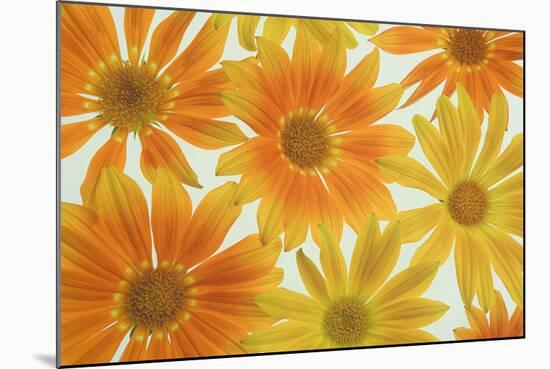 Orange Daisies-Cora Niele-Mounted Photographic Print