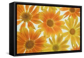 Orange Daisies-Cora Niele-Framed Stretched Canvas