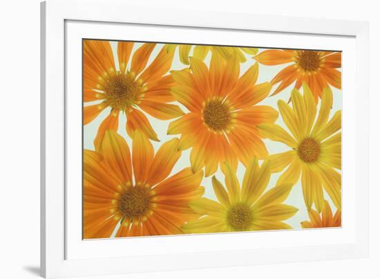 Orange Daisies-Cora Niele-Framed Photographic Print