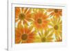 Orange Daisies-Cora Niele-Framed Photographic Print