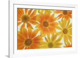 Orange Daisies-Cora Niele-Framed Photographic Print