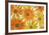 Orange Daisies-Cora Niele-Framed Photographic Print