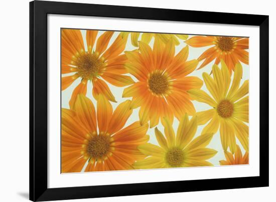 Orange Daisies-Cora Niele-Framed Photographic Print