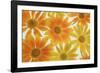 Orange Daisies-Cora Niele-Framed Photographic Print