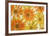 Orange Daisies-Cora Niele-Framed Photographic Print