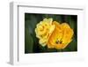 Orange Darwin hybrid tulip and double daffodil, USA-Lisa Engelbrecht-Framed Photographic Print