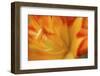 Orange daylily-Anna Miller-Framed Photographic Print