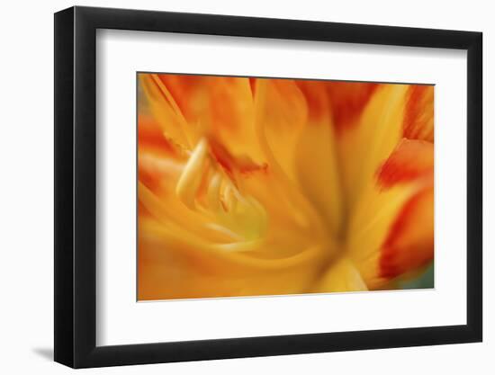 Orange daylily-Anna Miller-Framed Photographic Print