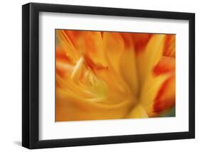 Orange daylily-Anna Miller-Framed Photographic Print