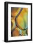 Orange Drops-Cora Niele-Framed Photographic Print