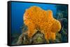 Orange Elephant Ear Sponge (Agelas Clathrodes) Santa Lucia-Franco Banfi-Framed Stretched Canvas