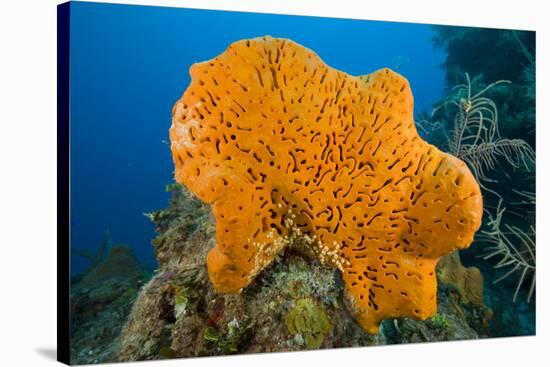 Orange Elephant Ear Sponge (Agelas Clathrodes) Santa Lucia-Franco Banfi-Stretched Canvas