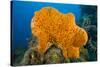 Orange Elephant Ear Sponge (Agelas Clathrodes) Santa Lucia-Franco Banfi-Stretched Canvas