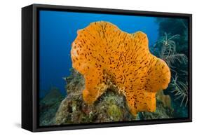 Orange Elephant Ear Sponge (Agelas Clathrodes) Santa Lucia-Franco Banfi-Framed Stretched Canvas